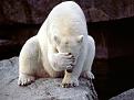 Click image for larger version

Name:	Polar Bear Facepalm.jpg
Views:	132
Size:	96.4 KB
ID:	352900